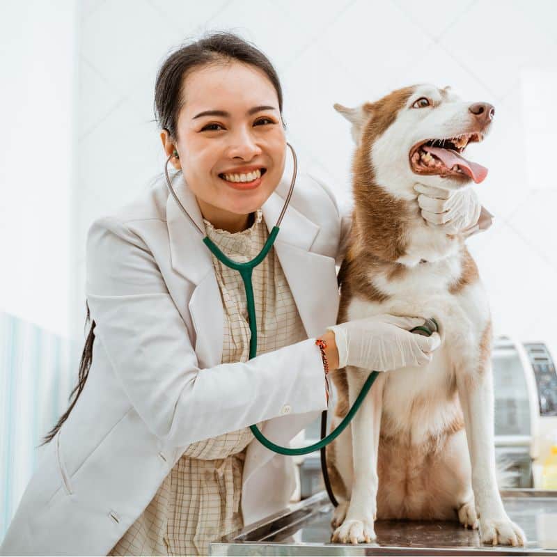 Veterinarian Doctor