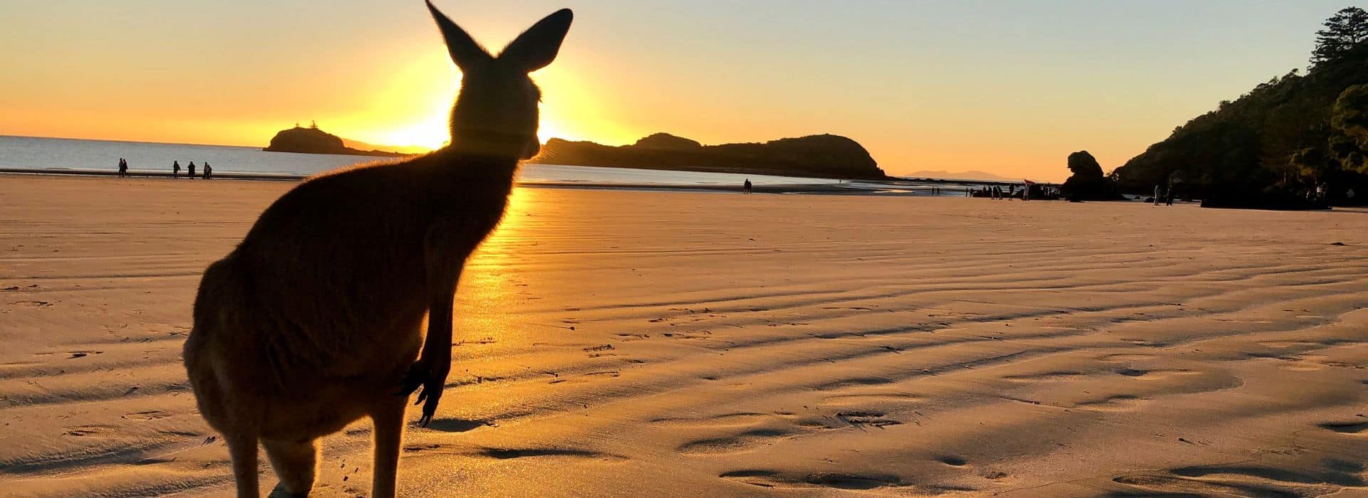 A kangaroo silhouetted against a golden sunset on a wide sandy beach. The kangaroo stands in the foreground, its distinctive ears and posture clearly visible as a dark outline against the bright sun. The beach stretches into the distance with gentle waves and wet sand reflecting the warm orange and yellow light of the setting sun. Rocky headlands frame both sides of the bay, and small groups of people can be seen as distant figures scattered along the shoreline. The sky transitions from bright golden yellow near the horizon to softer peachy tones above, creating a quintessentially Australian coastal scene.
