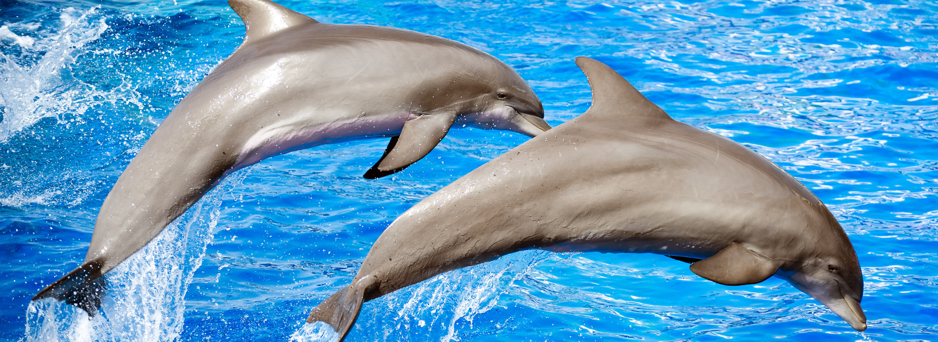 Two dolphins leap from the bright blue water, with one in the foreground and the other slightly behind, mid-air at Sea World Resort.